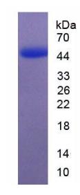 SDS-PAGE (DRD2-1785H).jpg